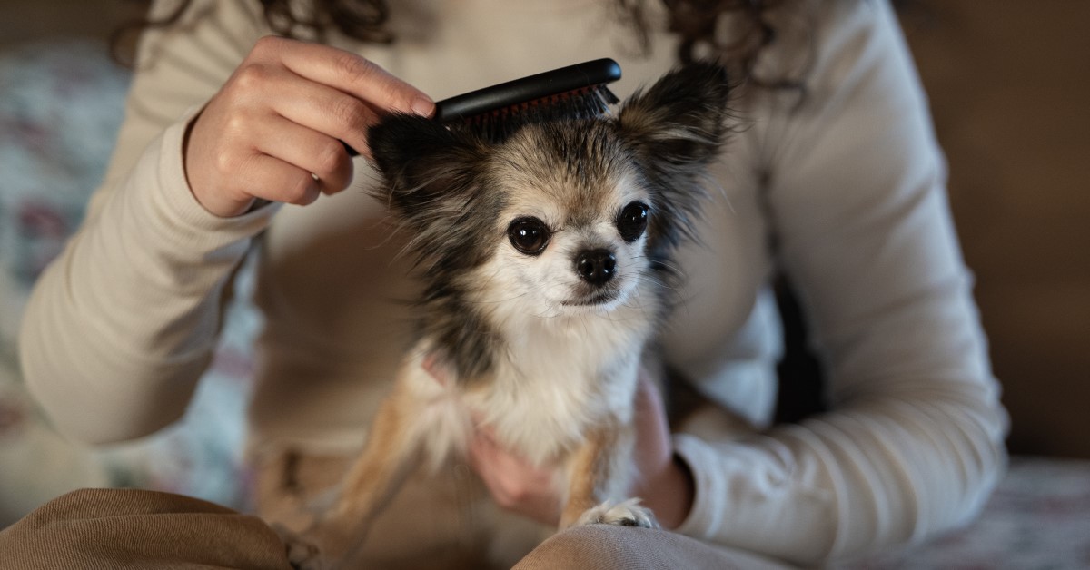 Guide to Dog Brushes and Combs